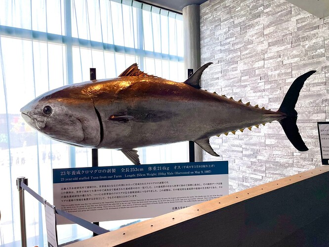 魚と紀州の恵み1@cat159683863